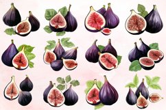 Watercolor Fig Fruits Sublimation Clipart Bundle Product Image 4
