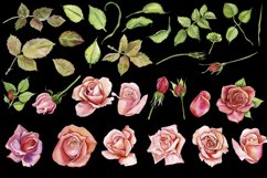 Watercolor Pink roses Flower Clipart Product Image 6
