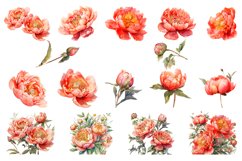 Watercolor Peony flower Clipart Product Image 2