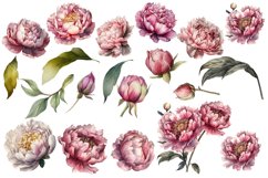 Watercolor Peony flower Clipart Product Image 2
