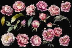 Watercolor Peony flower Clipart Product Image 3