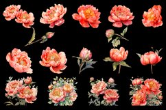 Watercolor Peony flower Clipart Product Image 3