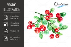 Cranberries Product Image 1
