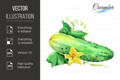 Cucumber Product Image 1