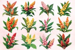 Watercolor Ginger Flower Plant Clipart Bundle Product Image 2