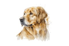 Watercolor Golden Dog Clipart,commercial use,watercolor clipart,clipart bundle,dog clipart,puppy clipart,dog digital stickers,dog sticker,birthday dog gift,watercolor dogs,dog wallart,dog lover clipart,dog portrait,dogs clip art,watercolor clipart,commerc
