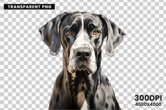 watercolor great dane clipart, great dane png, dog clipart watercolor, great dane sublimation design, gentle giant dog art, great dane printable png, pet lover sublimation, cute great dane clipart, great dane digital art, large dog breed design