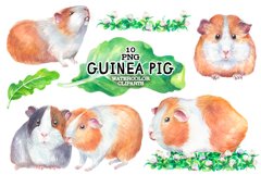Watercolor guinea pig clipart Product Image 1