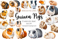 Watercolor Guinea pig Clipart Bundle