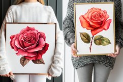 Hand Drawn Rose Flower Watercolor Clipart Bundle Product Image 3