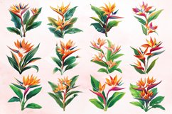 Watercolor Heliconia Flower Plant Clipart Bundle Product Image 2