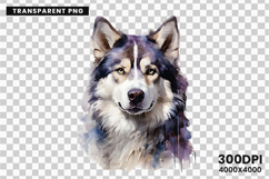 Watercolor Husky Dog Clipart PNG Sublimation Design Product Image 2
