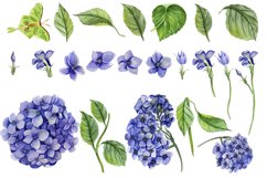 Watercolor Hydrangea Flowers Clipart. Blue hydrangea Product Image 4