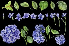 Watercolor Hydrangea Flowers Clipart. Blue hydrangea Product Image 5