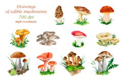 Watercolor illustrations of edible mushrooms Product Image 2