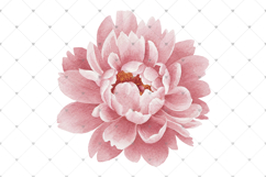 Vintage pastel pink Peony flowers, Watercolor PNG clipart Product Image 2