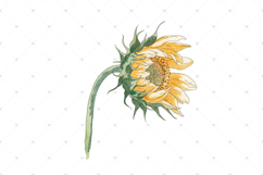 Watercolor Sunflower clipart, single Sunflowers PNG clip art Product Image 2