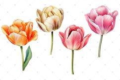 Tulips Watercolor PNG clipart, Watercolor sublimations Product Image 2