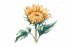 Watercolor Sunflower clipart, single Sunflowers PNG clip art Product Image 3