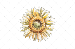 Watercolor Sunflower clipart, single Sunflowers PNG clip art Product Image 3