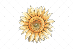 Watercolor Sunflower clipart, single Sunflowers PNG clip art Product Image 4