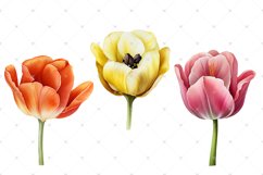 Tulips Watercolor PNG clipart, Watercolor sublimations Product Image 3