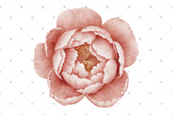 Vintage pastel pink Peony flowers, Watercolor PNG clipart Product Image 4