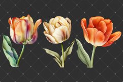 Tulips Watercolor PNG clipart, Watercolor sublimations Product Image 4