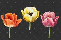 Tulips Watercolor PNG clipart, Watercolor sublimations Product Image 5