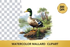 Watercolor Mallard Clipart , Animal Sublimation PNG Product Image 1