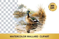 Watercolor Mallard Clipart , Animal Sublimation PNG Product Image 1