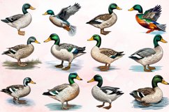 Watercolor Mallard Duck Clipart Bundle Product Image 2