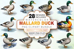 Watercolor Mallard Duck Clipart Bundle Product Image 1