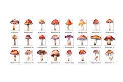 Watercolor Mushroom Clipart