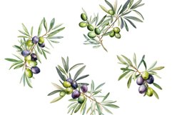 Watercolor Olive branches clipart