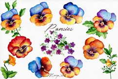 Watercolor Pansies, Pansy Flower, Viola Clipart Illustration Product Image 4