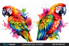 Watercolor Parrots Design Clipart Product Image 1
