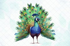 Peacock Watercolor Sublimation Clipart Product Image 3