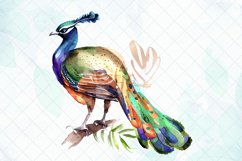 Peacock Watercolor Sublimation Clipart Product Image 4