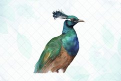 Peacock Watercolor Sublimation Clipart Product Image 5