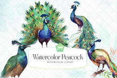 Peacock Watercolor Sublimation Clipart Product Image 1
