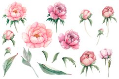 Watercolor Pink Peonies Flowers Clipart Product Image 2