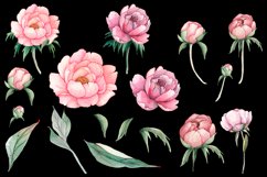 Watercolor Pink Peonies Flowers Clipart Product Image 3