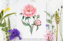 Watercolor Pink Peonies Flowers Clipart Product Image 7