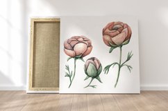 Ranunculus floral watercolor clipart Product Image 6