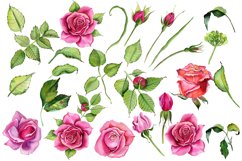 Watercolor Pink roses Flower Clipart Product Image 8