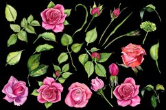 Watercolor Pink roses Flower Clipart Product Image 7