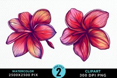 Watercolor Plumeria Flower Exquisite Clipart Product Image 1