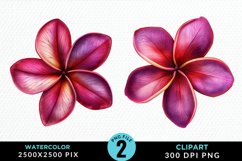 Watercolor Plumeria Flower Exquisite Clipart Product Image 1