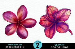 Watercolor Plumeria Flower Exquisite Clipart Product Image 1